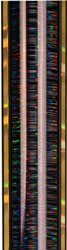 Trophy Column - Narrow - Black/Gold Glacier