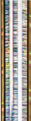 Trophy Column - Narrow - Silver/Gold Glacier
